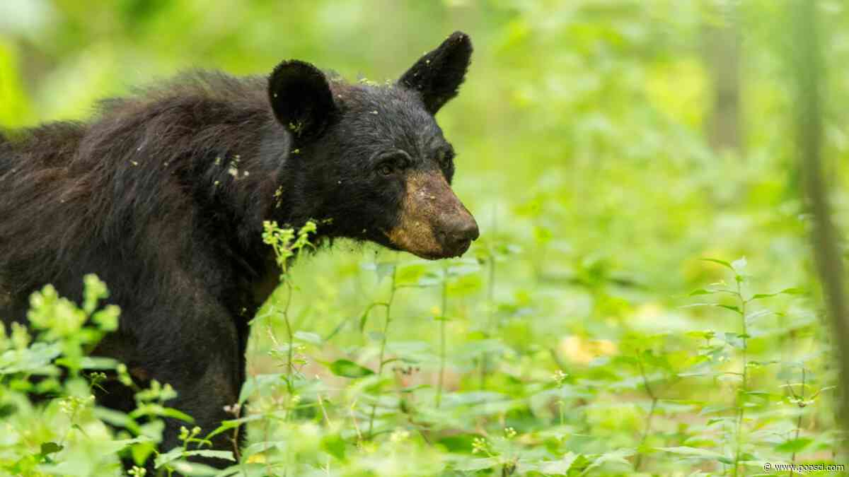 Virginia scientists discover the cues black bears use for hibernation