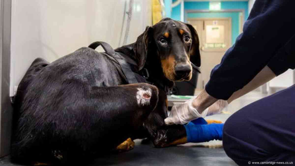 Number of animal being beaten in Cambridgeshire on the rise