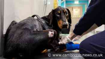 Number of animal being beaten in Cambridgeshire on the rise