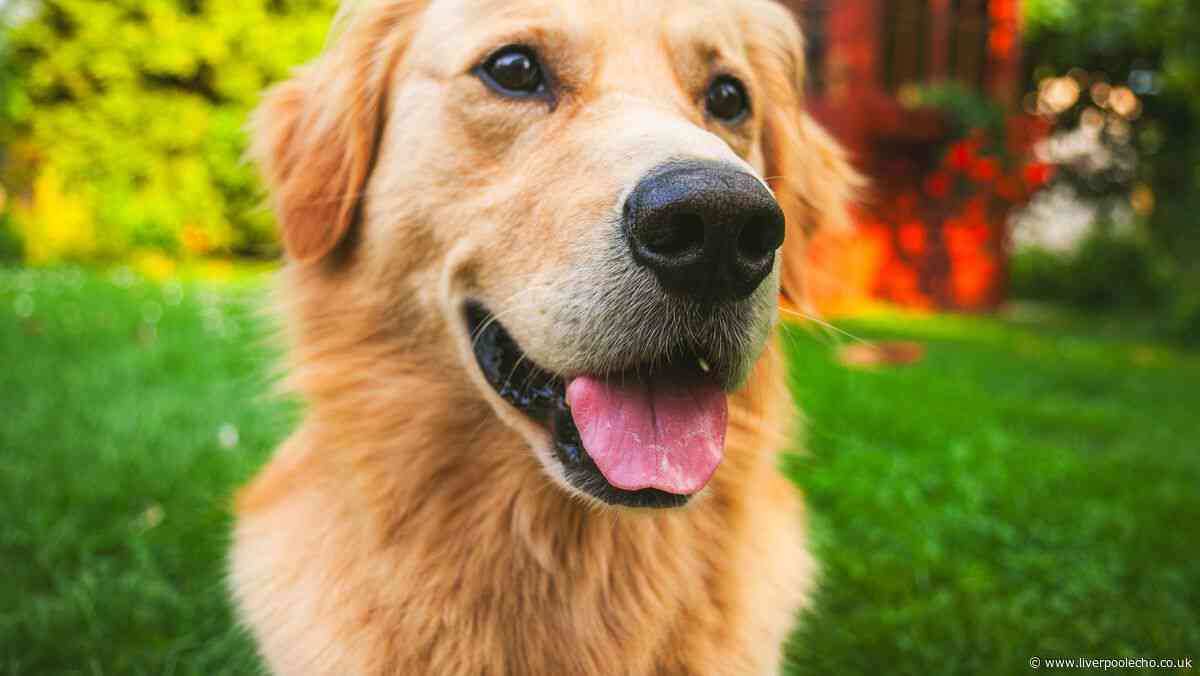 The most popular dog name in the 90s making a comeback this year