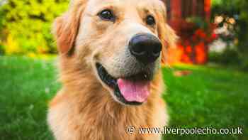 The most popular dog name in the 90s making a comeback this year
