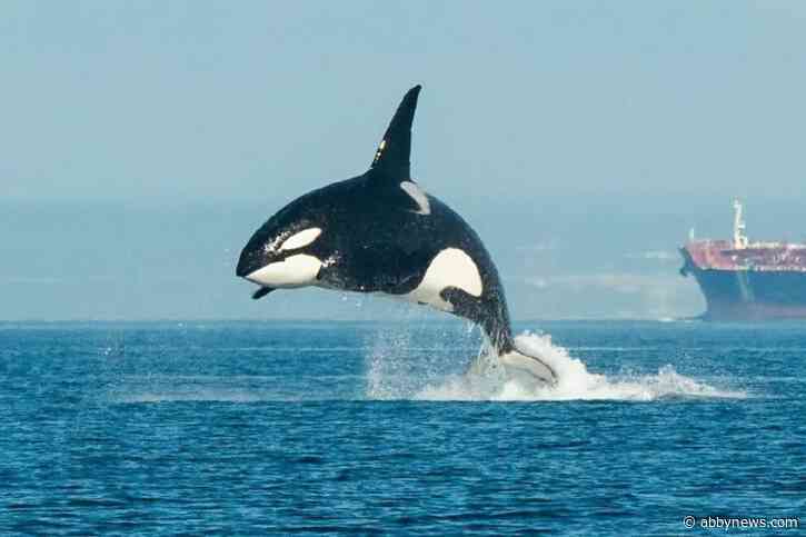 Jumpin’ Jack Flash: Orca makes movie-myth-busting leap in B.C. waters
