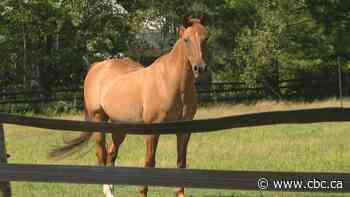 N.B. warns horse owners after potential equine herpesvirus exposure at Sussex show