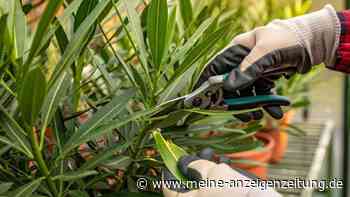 Oleander im Herbst: der richtige Zeitpunkt für einen Formschnitt