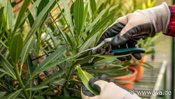 Oleander im Herbst: der richtige Zeitpunkt für einen Formschnitt