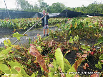 Hawaii island ranchers, farmers still assessing Lala damage