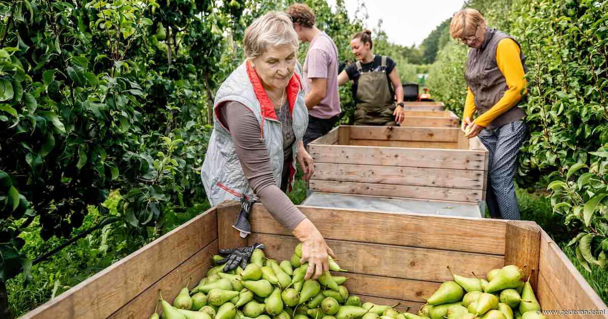 Vluchtelingen plukken de perenbomen van familie Piels leeg: ‘Ze houden het de hele dag vol’