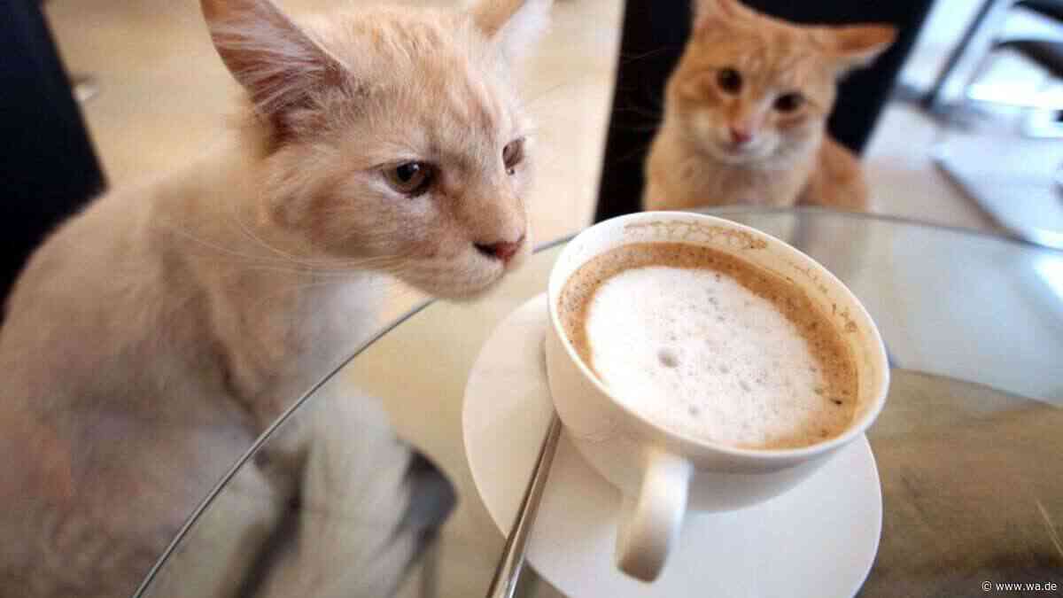 Neue besondere Gastro eröffnet in der Innenstadt – Besucher können hier mit Katzen kuscheln