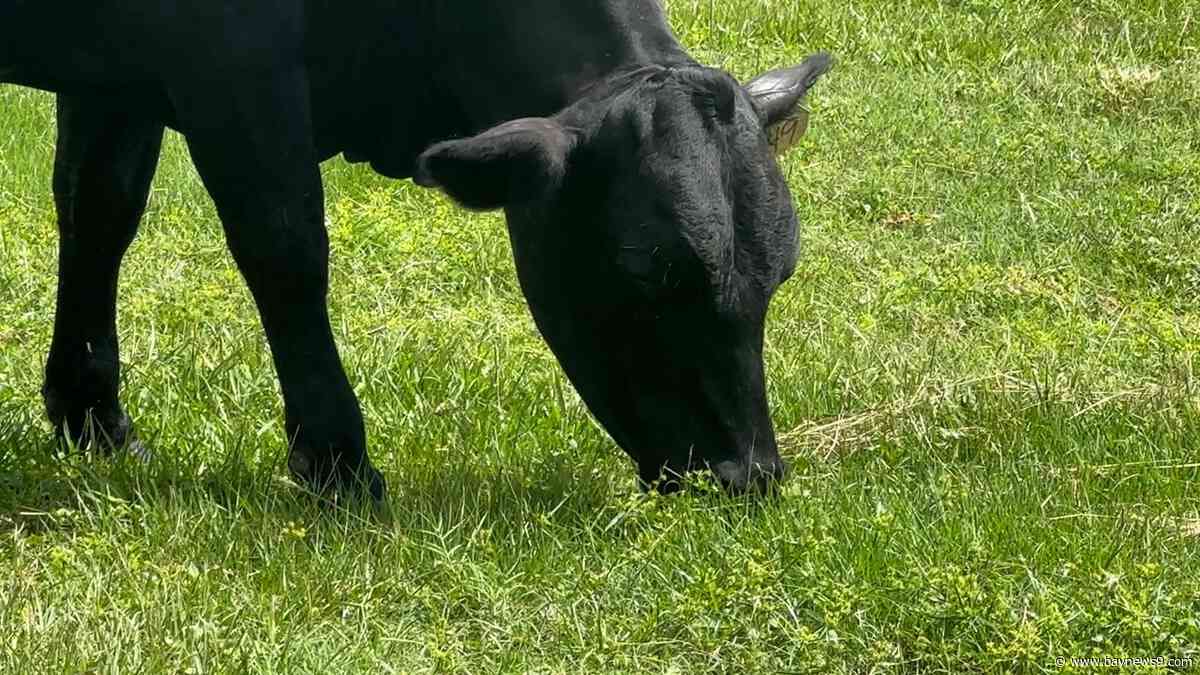 Florida cattle rancher says he's concerned over beef tariff pause