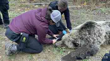 Change needed after 'multiple failures' led to grizzly deaths, Wildsafe B.C. co-ordinator says