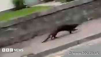 No happy ending after otter captured in Aberdeenshire town