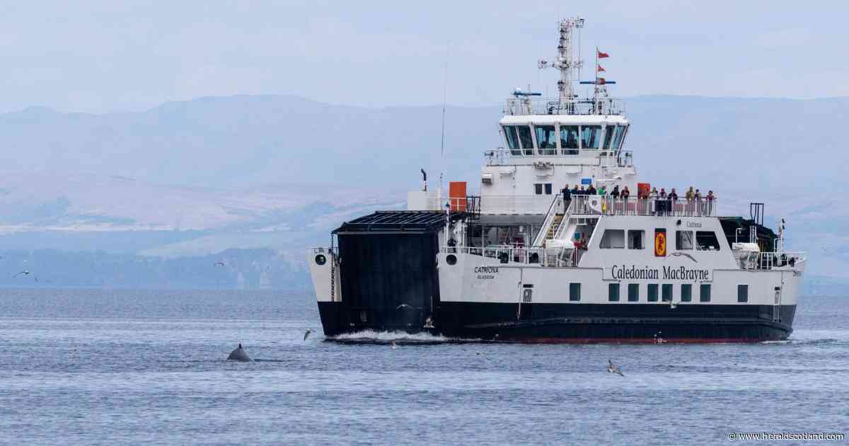Scottish seas dubbed 'cetacean soup' as whale and dolphin sightings surge