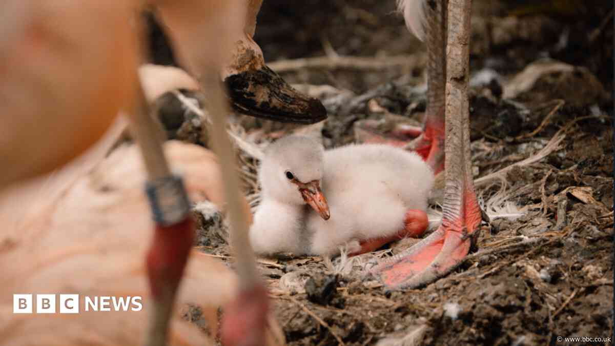 Baby flamingos hatch on Bank Holiday weekend