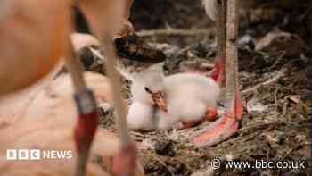 Baby flamingos hatch on Bank Holiday weekend