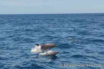 Delfines reaparecieron frente a las costas de La Guaira a dos meses de los terremotos