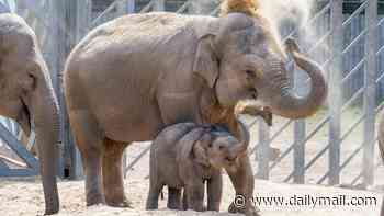 Baby elephant Zaiya learns how to protect herself from the sun and insects... after copying her mum