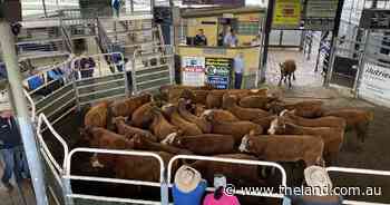 Could a 'hybrid hub' model save council-owned saleyards?