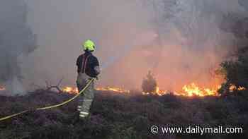 IAN BOTHAM: To stop even worse wildfires next year, Burnham has to stand up to the rewilding zealots NOW