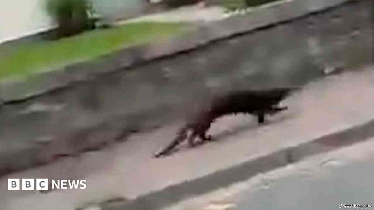No happy ending after otter captured in Aberdeenshire town