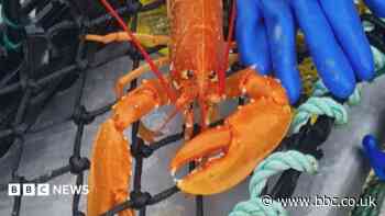 Could Skye be a hotspot for rare fiery orange lobsters?