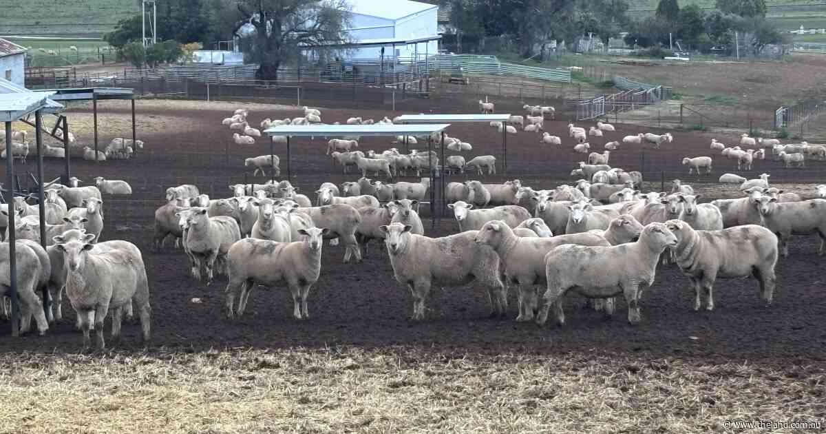 A fourth-generation wool grower's pivot to prime lamb success with Charollais