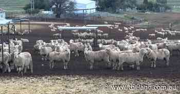 A fourth-generation wool grower's pivot to prime lamb success with Charollais