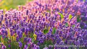 Lavender plants will never fail to bloom if you do 1 simple task by the end of summer