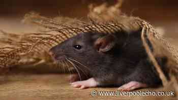 Deter rats from your home naturally by using 2 simple items pest control experts love