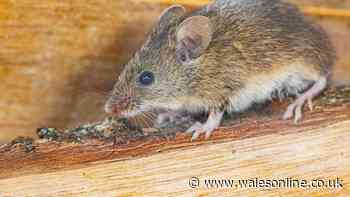 Rats will stay far away from your home for good with 2 natural items that disturb them