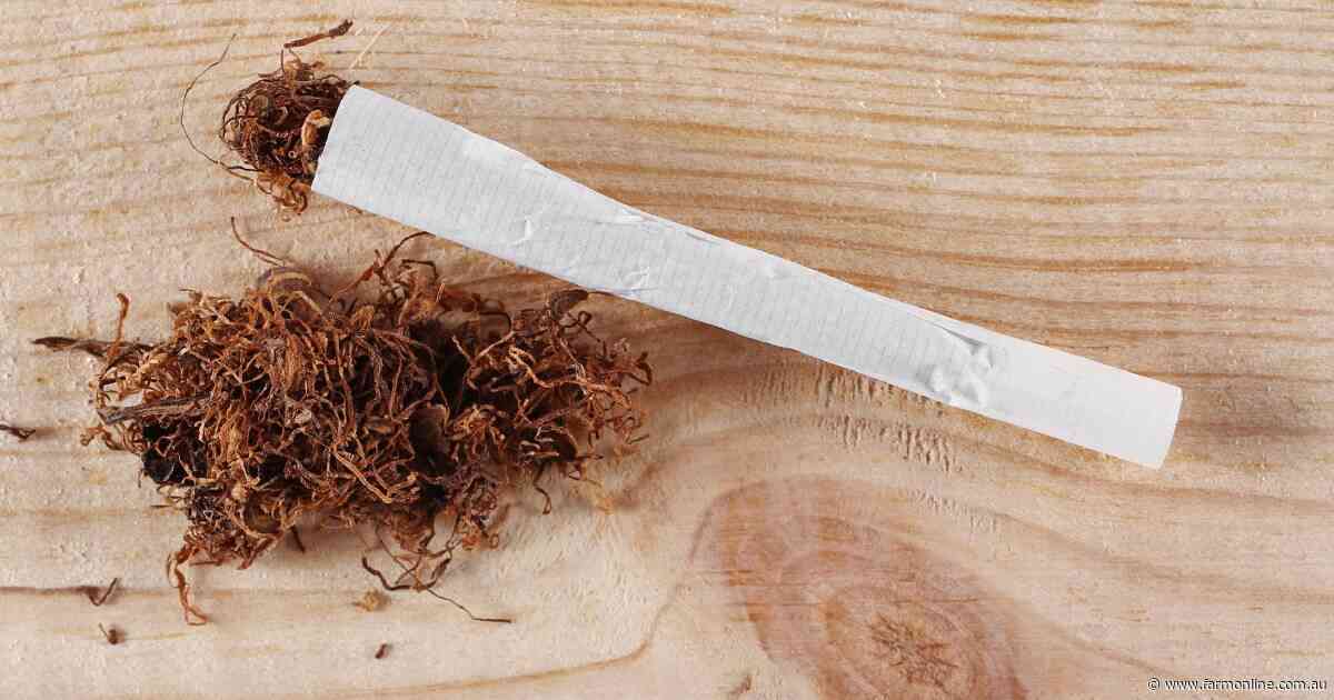 Why that cheap packet of smokes is a biosecurity gamble Australia can't afford