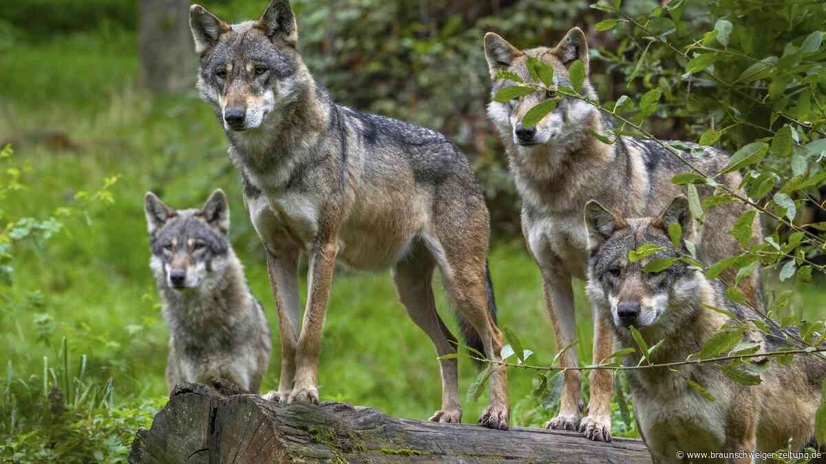 Immer mehr Wölfe rund um Rom: So sollen sie sich nützlich machen
