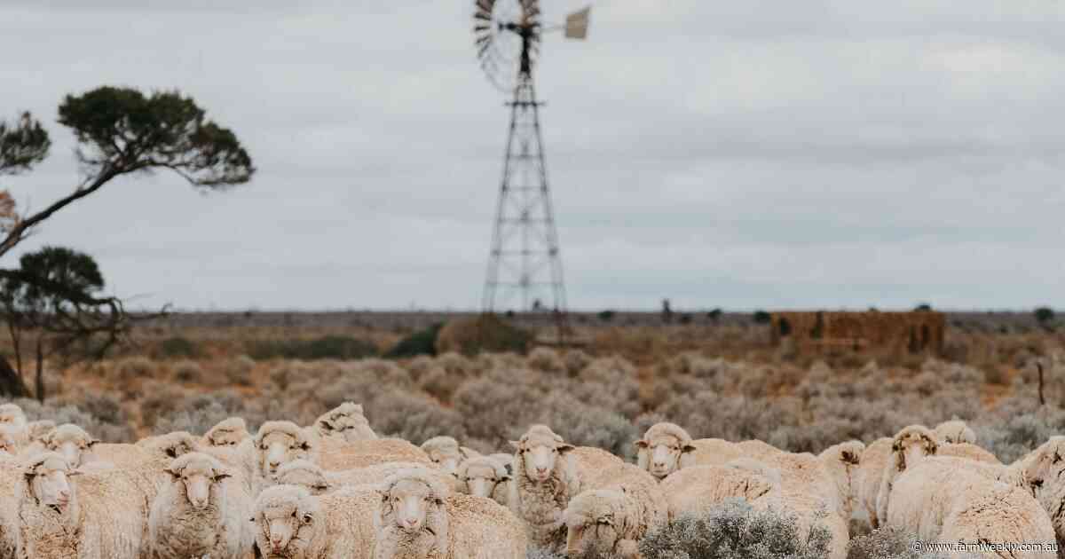 From cattle to wool cutters: how CPC has committed to the Merino industry