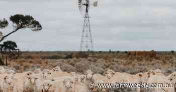From cattle to wool cutters: how CPC has committed to the Merino industry