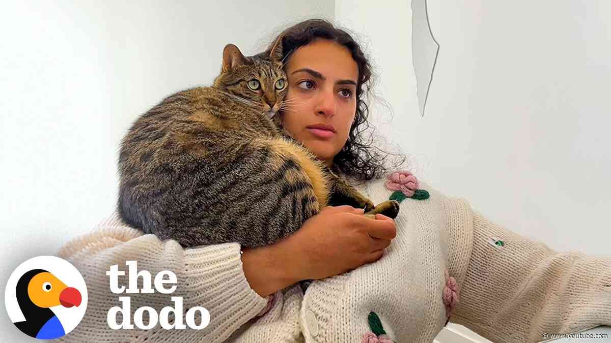 Cat Siblings Smother Mom The Second She Wakes Up | The Dodo