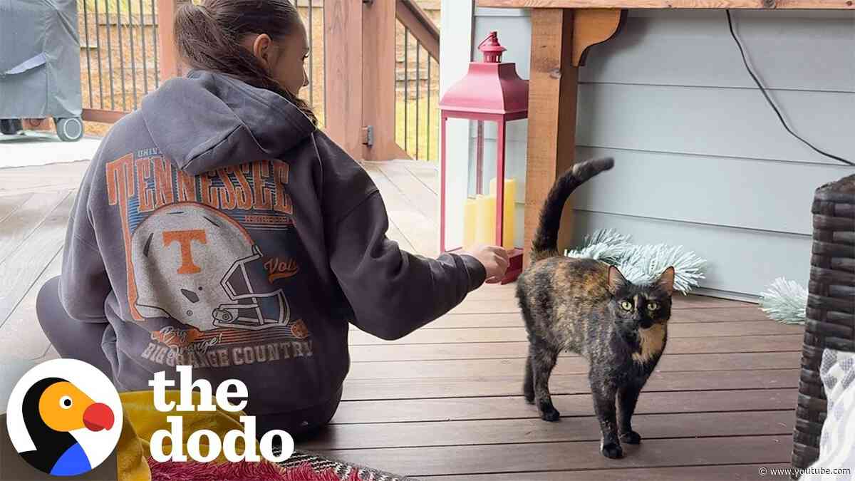 When A Stray Cat Moves Into A Home With Two Very Pampered Ragdolls | The Dodo