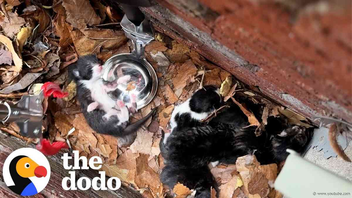 Rescuers Use Giant Grabbers To Save 6 Newborn Kittens | The Dodo