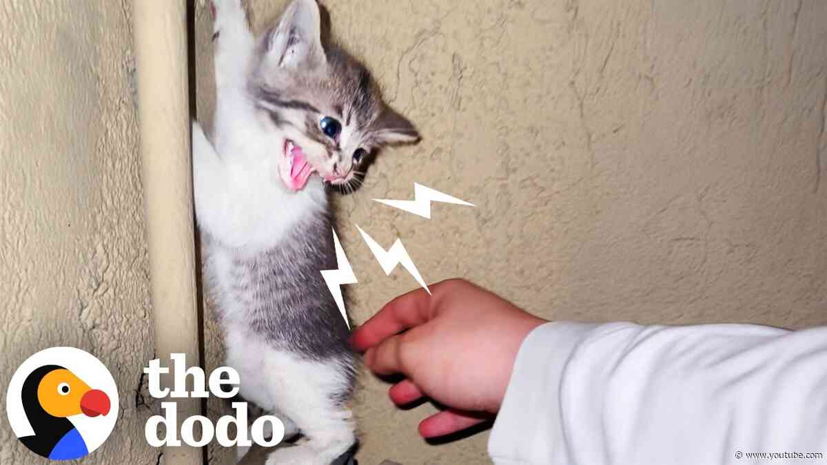 Spicy Foster Kitten Becomes A Snugglebug Overnight | The Dodo