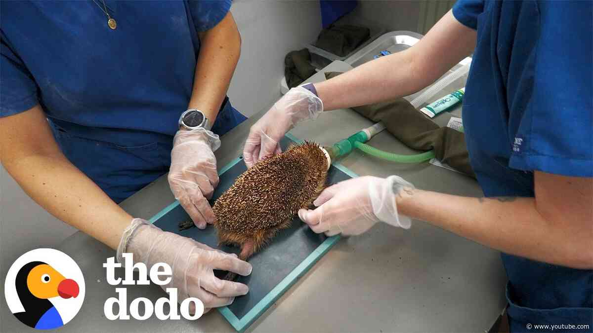 Rescuers Find Hedgehog Bloated Like A Balloon And Discover Why | The Dodo