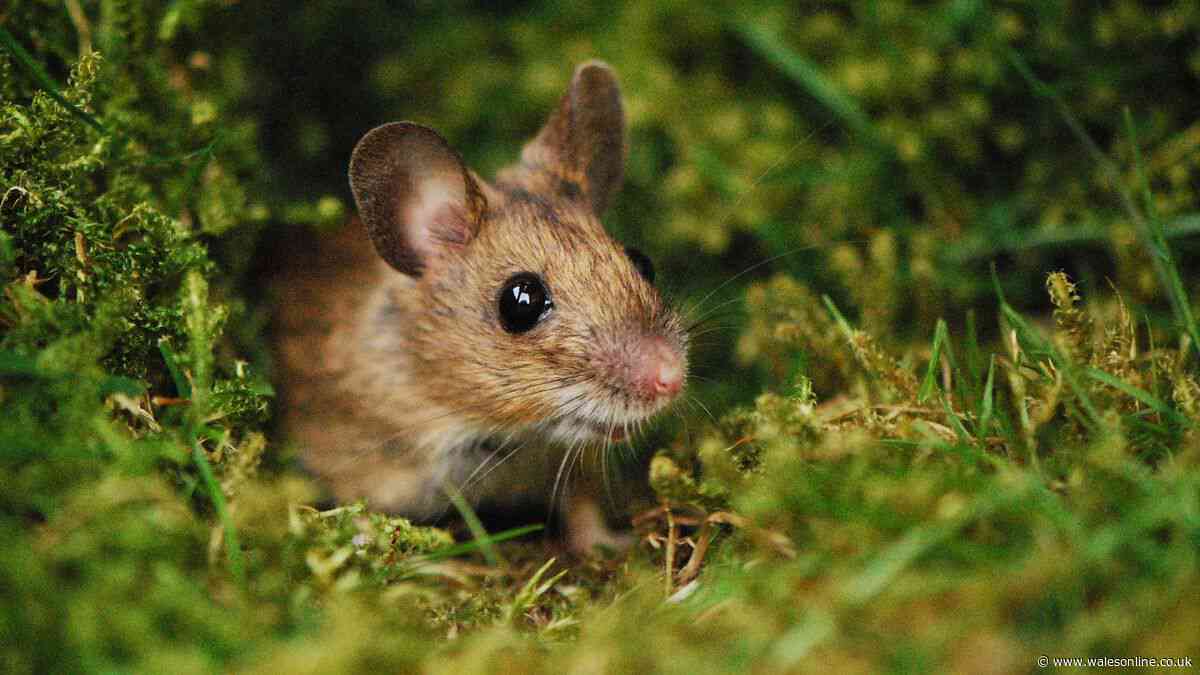 Mice and rats flee from gardens naturally when you have 6 plants they hate