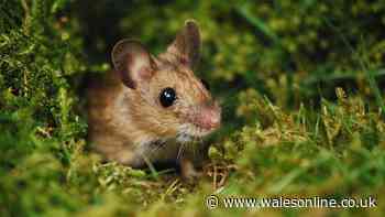 Mice and rats flee from gardens naturally when you have 6 plants they hate