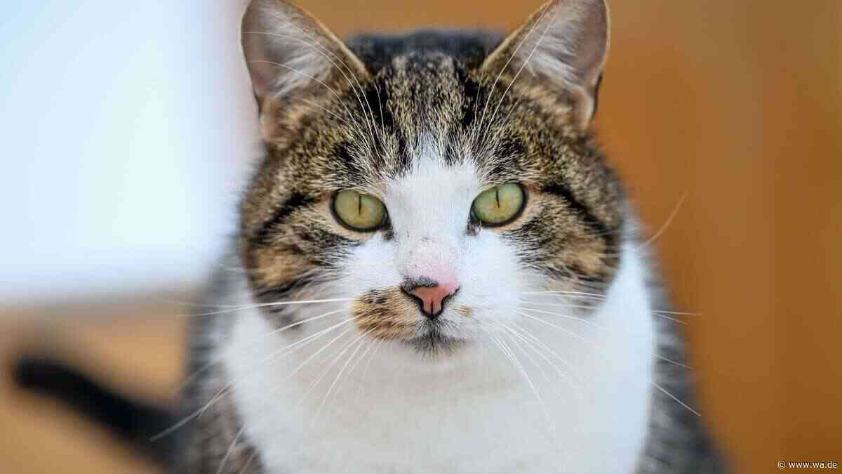Schnurrhaarstress bei Katzen: Warum Ihre Samtpfote den vollen Napf verschmäht