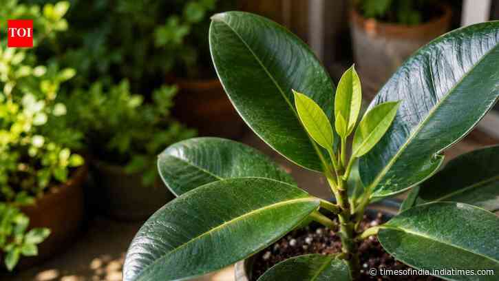 Why your plant’s new leaves are smaller and how to encourage healthier growth