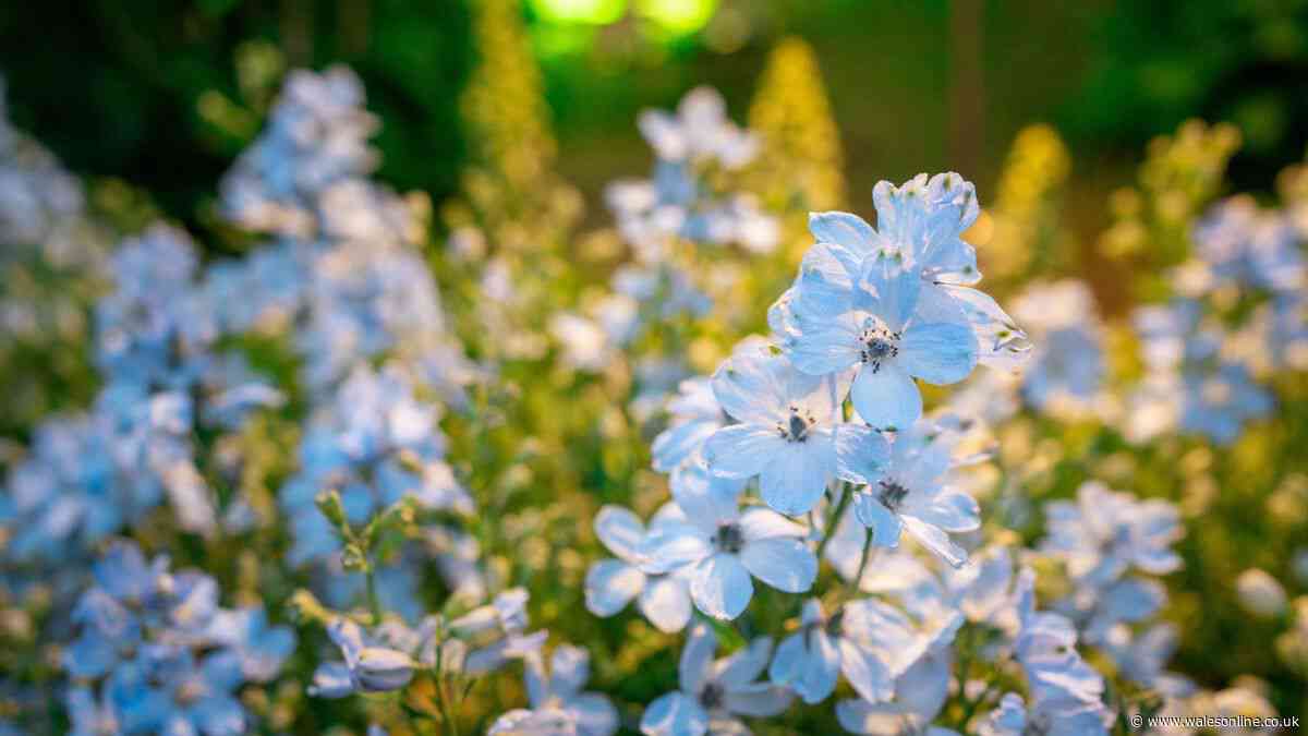 Simple gardening task you need to do before autumn or risk missing out by summer
