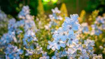 Simple gardening task you need to do before autumn or risk missing out by summer
