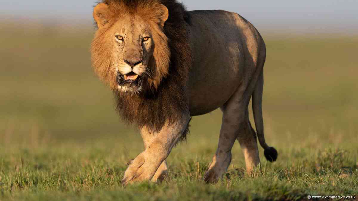 Fatal lion attack as man was mauled to death at work on night-time walk