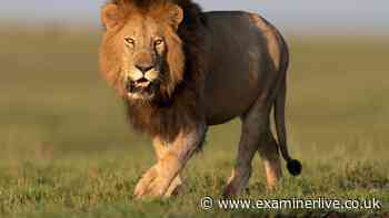 Fatal lion attack as man was mauled to death at work on night-time walk