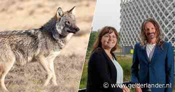 Hoe leven we samen met de wolf? ‘Accepteer dat er geen simpele oplossing is’