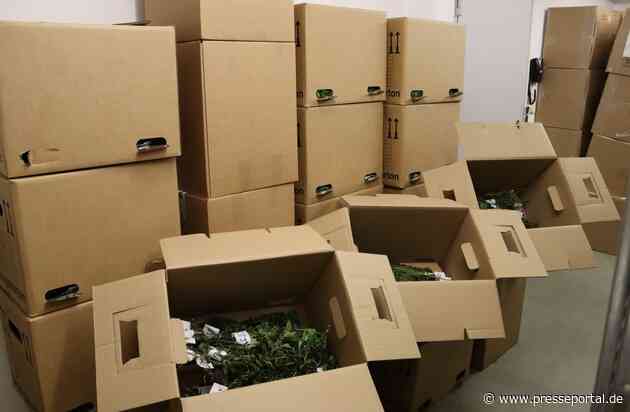 HZA-R: Import von 2.312 Cannabispflanzen gestoppt/ Regensburger Zoll leitet 730 Strafverfahren ein