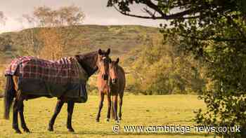 The bizarre Fenland ritual that gave people psychic control over horses
