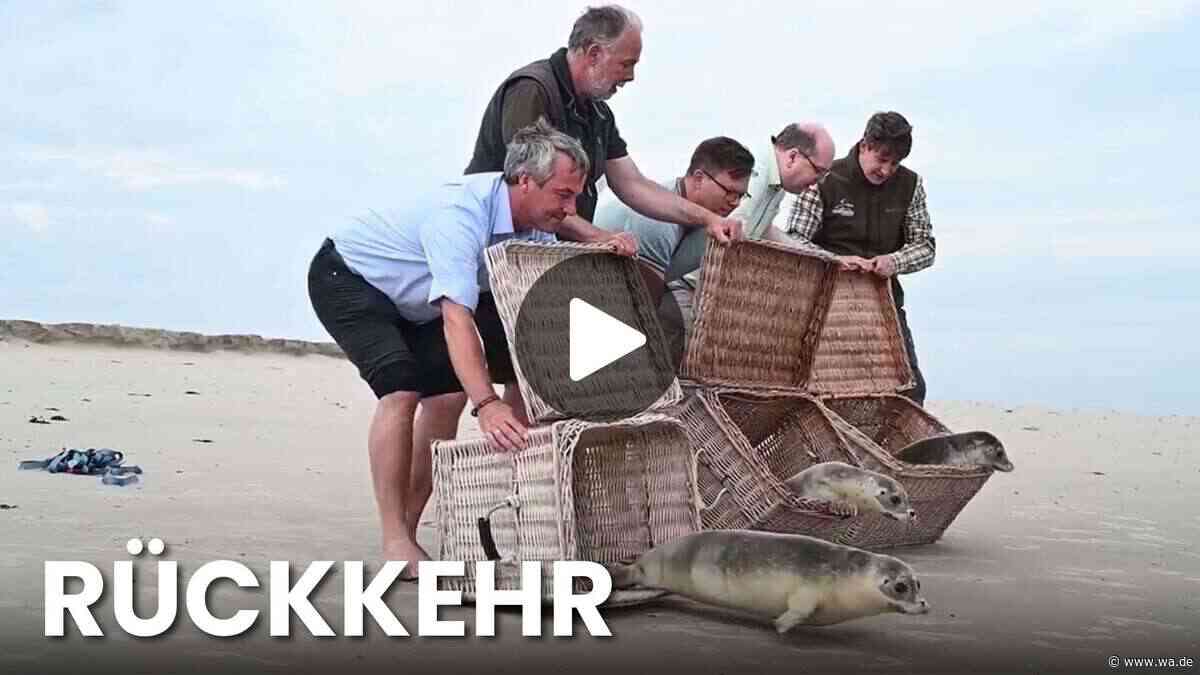 Seehunde ausgewildert: Drei Heuler kehren ins Wattenmeer zurück